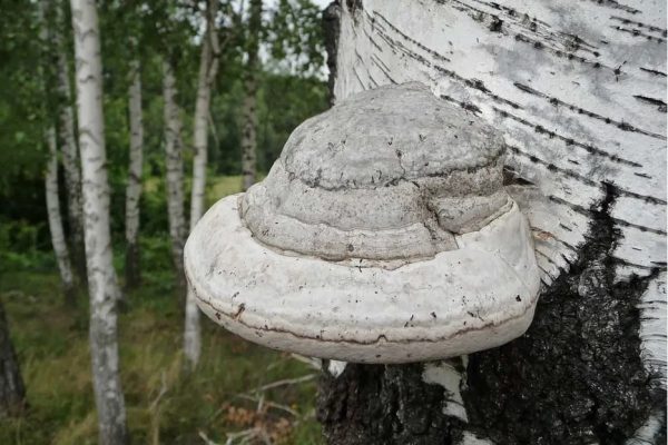 Березова губка сушена 100г